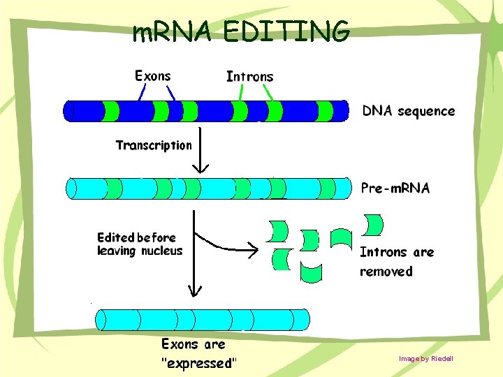 m. RNA EDITING Image by Riedell 