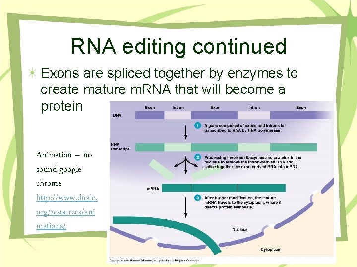 RNA editing continued Exons are spliced together by enzymes to create mature m. RNA