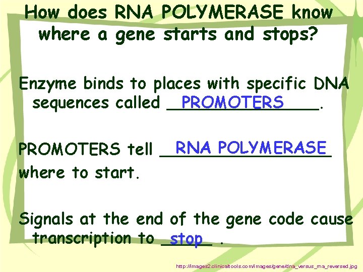 How does RNA POLYMERASE know where a gene starts and stops? Enzyme binds to