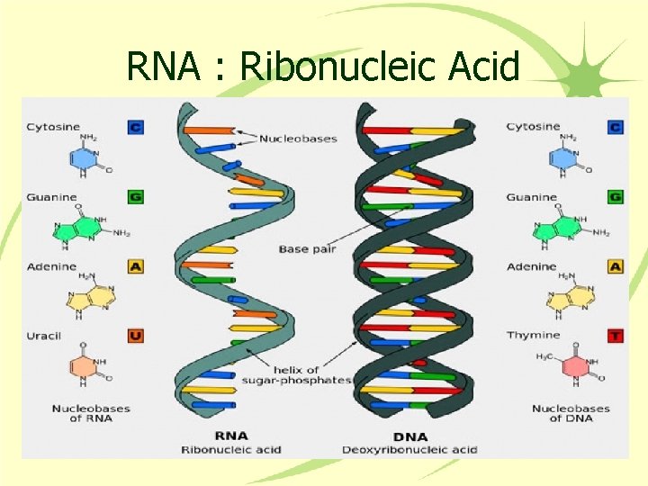 RNA : Ribonucleic Acid 