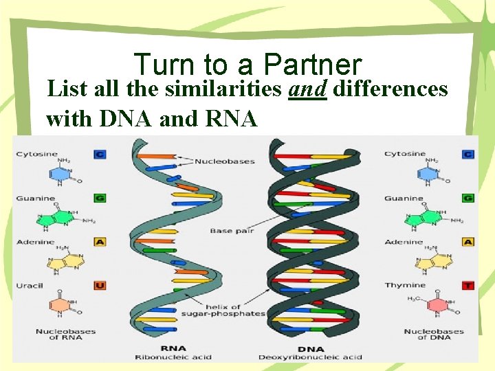 Turn to a Partner List all the similarities and differences with DNA and RNA