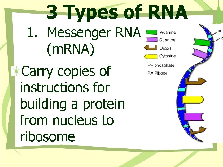3 Types of RNA 1. Messenger RNA (m. RNA) Carry copies of instructions for