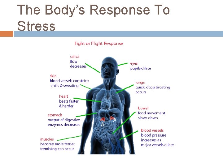 The Body’s Response To Stress 