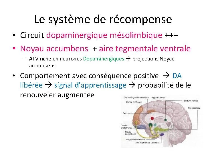 Le système de récompense • Circuit dopaminergique mésolimbique +++ • Noyau accumbens + aire