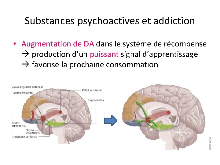 Substances psychoactives et addiction • Augmentation de DA dans le système de récompense production