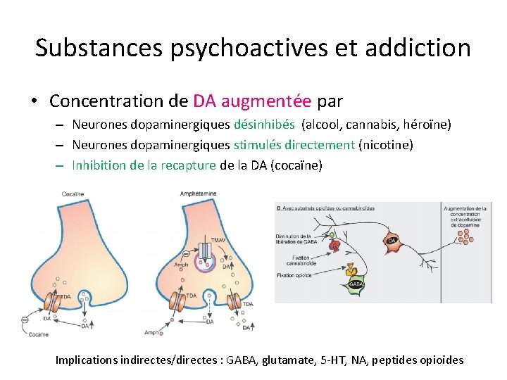 Substances psychoactives et addiction • Concentration de DA augmentée par – Neurones dopaminergiques désinhibés