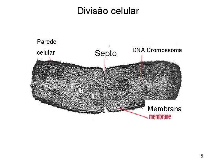 Divisão celular Parede celular Septo DNA Cromossoma Membrana 5 