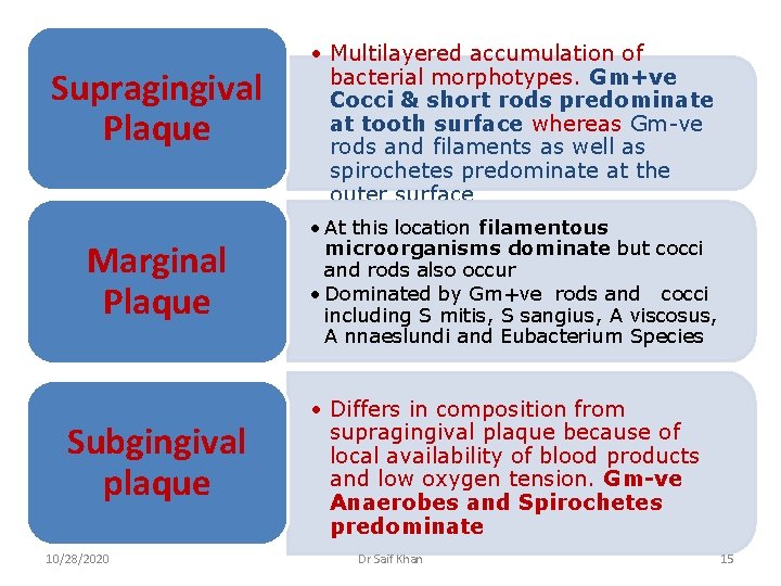 Supragingival Plaque Marginal Plaque Subgingival plaque 10/28/2020 • Multilayered accumulation of bacterial morphotypes. Gm+ve