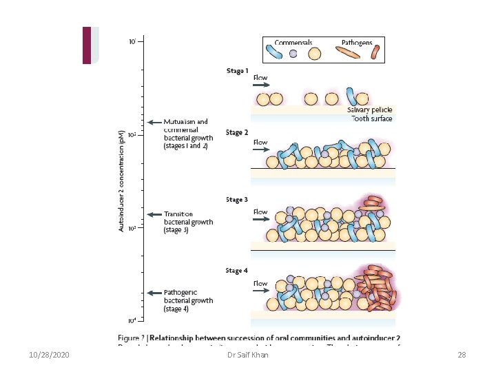 10/28/2020 Dr Saif Khan 28 