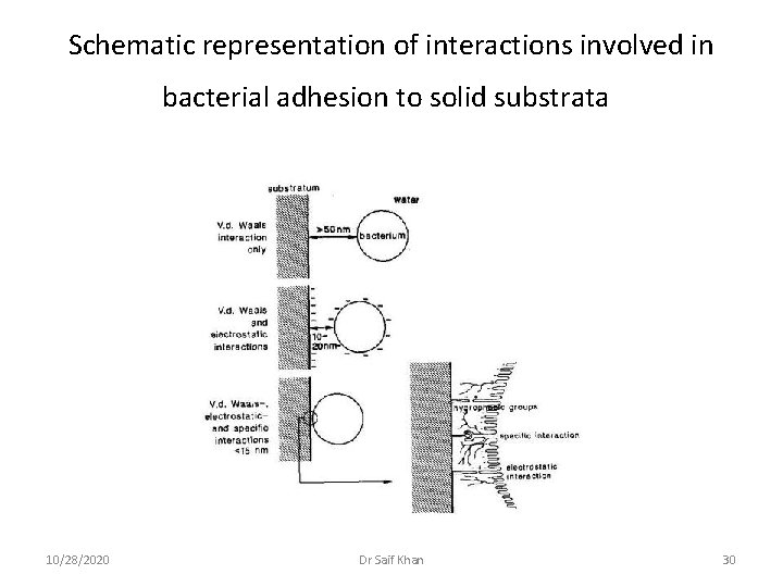 Schematic representation of interactions involved in bacterial adhesion to solid substrata 10/28/2020 Dr Saif