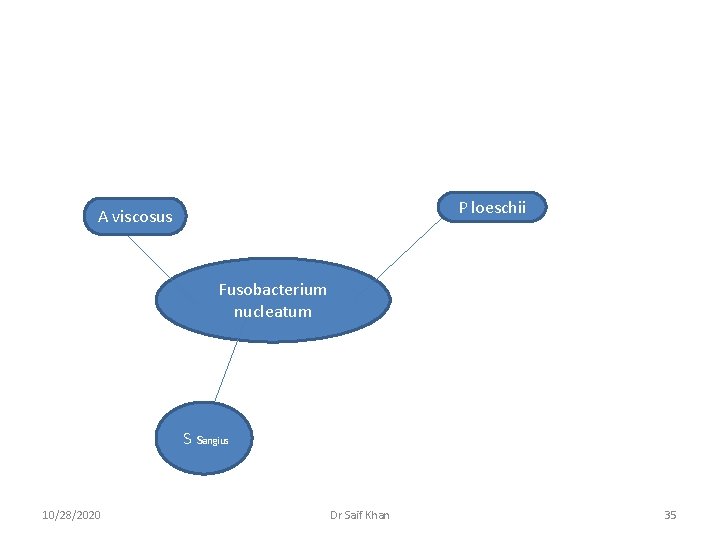 P loeschii A viscosus Fusobacterium nucleatum S sangius 10/28/2020 Dr Saif Khan 35 