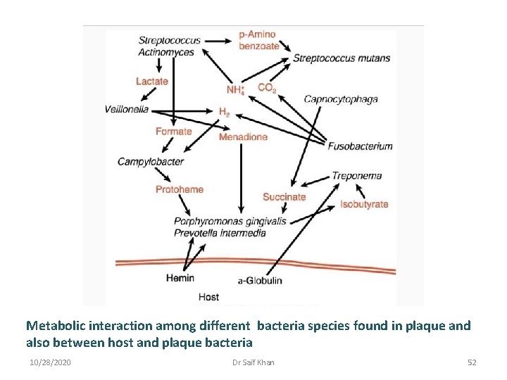 Metabolic interaction among different bacteria species found in plaque and also between host and