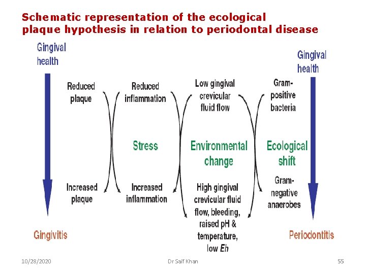 Schematic representation of the ecological plaque hypothesis in relation to periodontal disease 10/28/2020 Dr