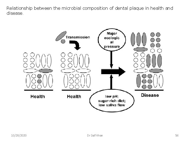 Relationship between the microbial composition of dental plaque in health and disease. 10/28/2020 Dr