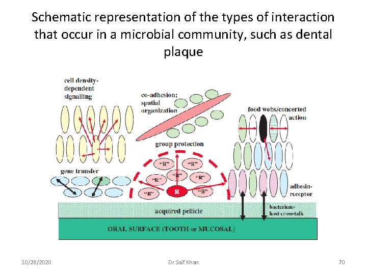 Schematic representation of the types of interaction that occur in a microbial community, such