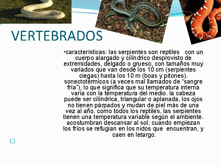 VERTEBRADOS � • características: las serpientes son reptiles con un cuerpo alargado y cilíndrico