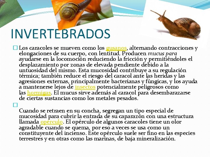 INVERTEBRADOS � Los caracoles se mueven como los gusanos, alternando contracciones y elongaciones de