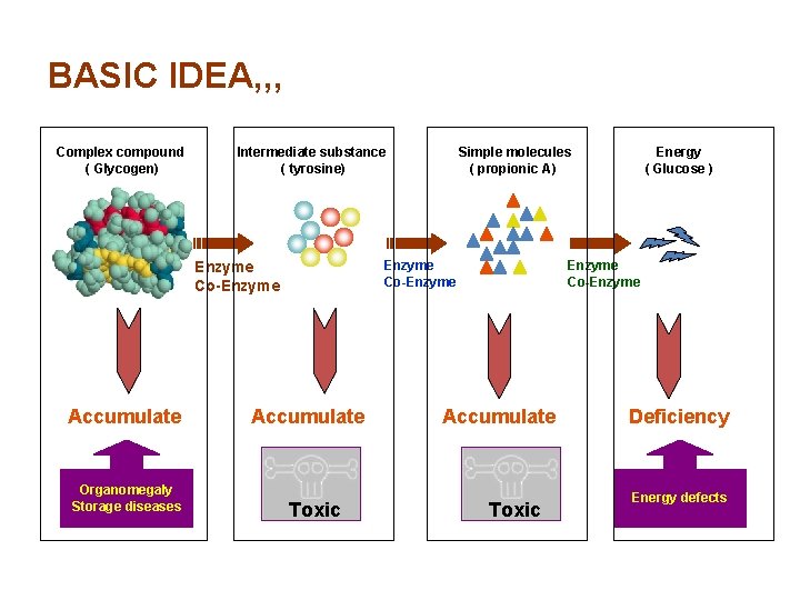BASIC IDEA, , , Complex compound ( Glycogen) Intermediate substance ( tyrosine) Enzyme Co-Enzyme