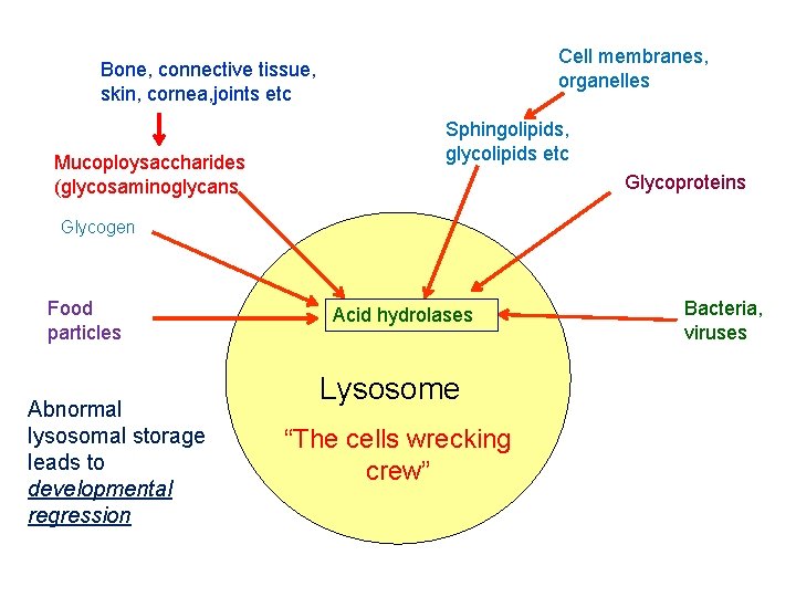 Cell membranes, organelles Bone, connective tissue, skin, cornea, joints etc Mucoploysaccharides (glycosaminoglycans Sphingolipids, glycolipids