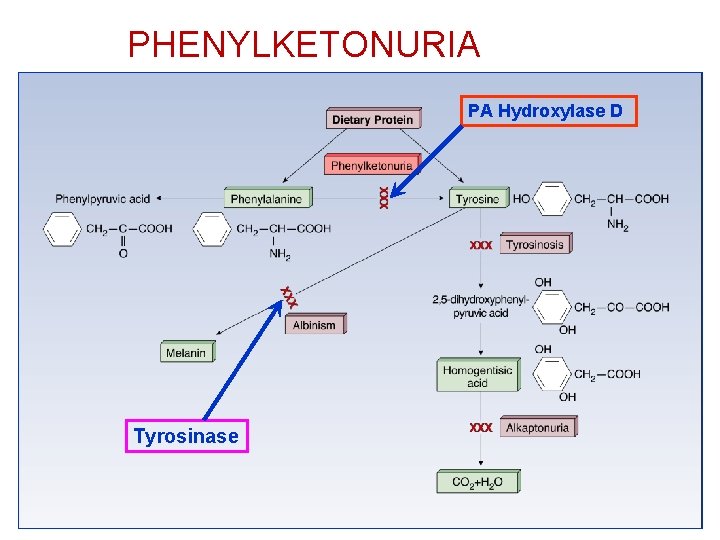 PHENYLKETONURIA PA Hydroxylase D Tyrosinase 