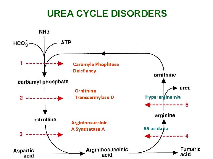 UREA CYCLE DISORDERS Carbmyle Phophtase Deicfiency Ornithine Transcarmylase D Argininosuccinic A Synthetase A Hyperarginemia