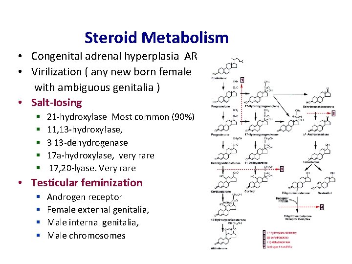 Steroid Metabolism • Congenita. I adrenal hyperplasia AR • Virilization ( any new born