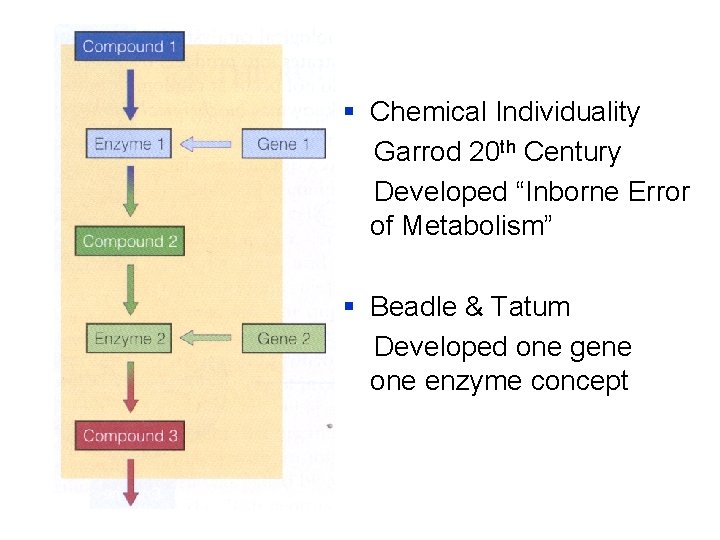 § Chemical Individuality Garrod 20 th Century Developed “Inborne Error of Metabolism” § Beadle