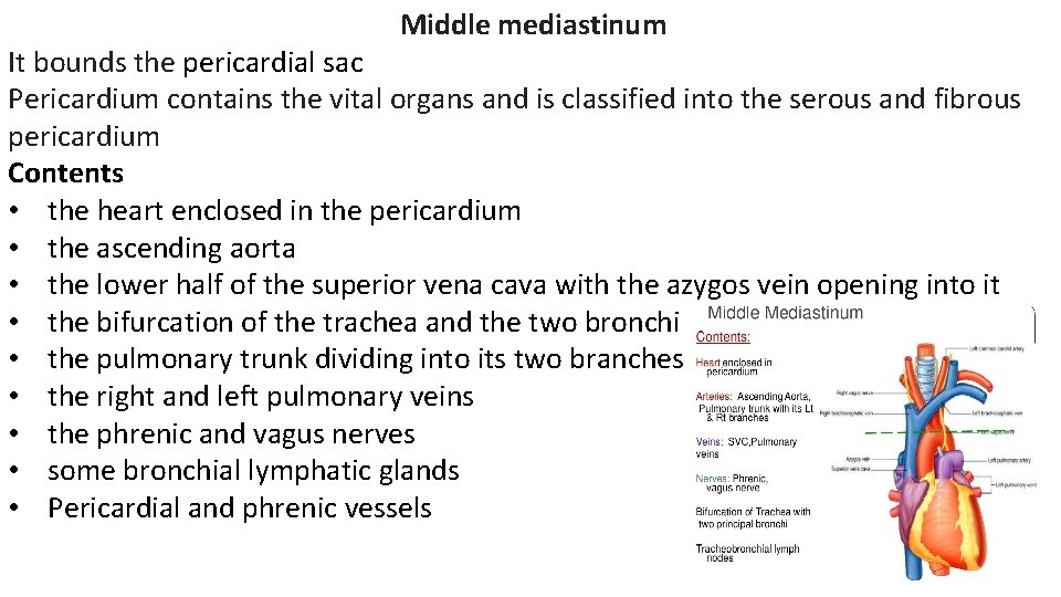  Middle mediastinum It bounds the pericardial sac Pericardium contains the vital organs and