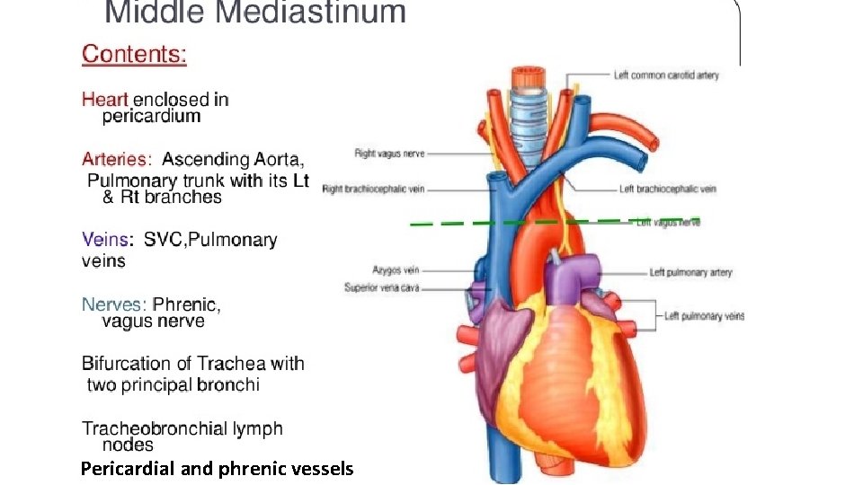  Pericardial and phrenic vessels 
