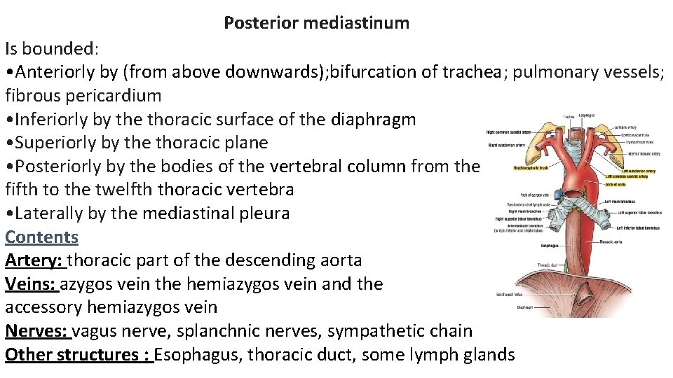  Posterior mediastinum Is bounded: • Anteriorly by (from above downwards); bifurcation of trachea;