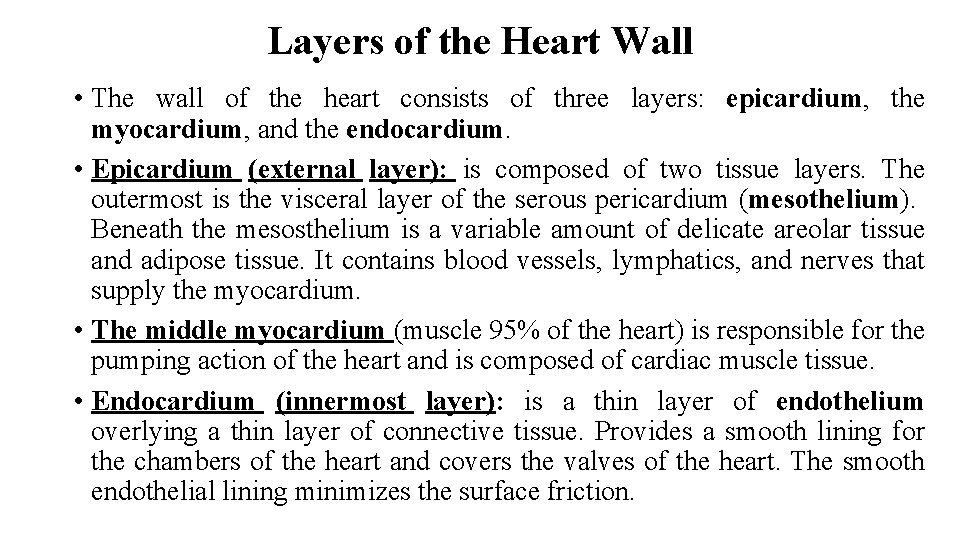 Layers of the Heart Wall • The wall of the heart consists of three