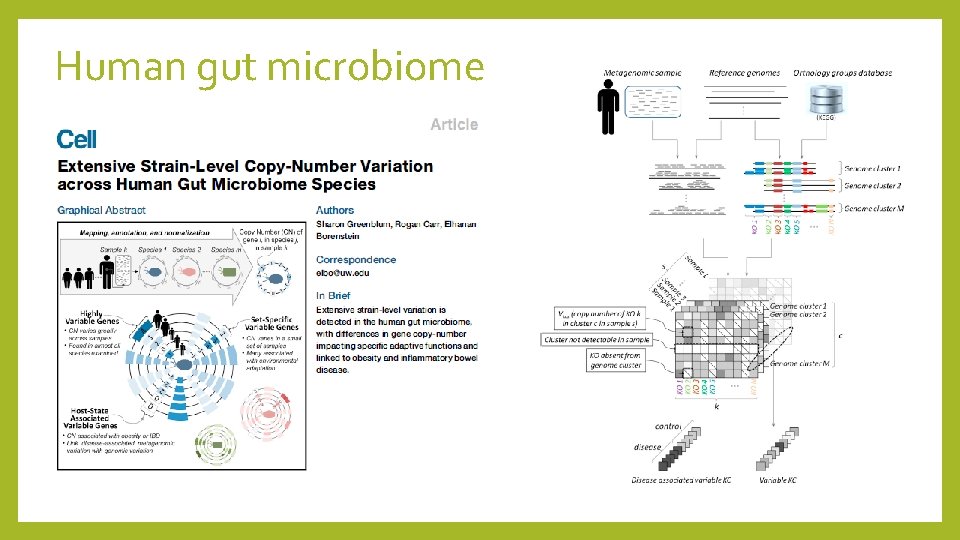 Human gut microbiome 