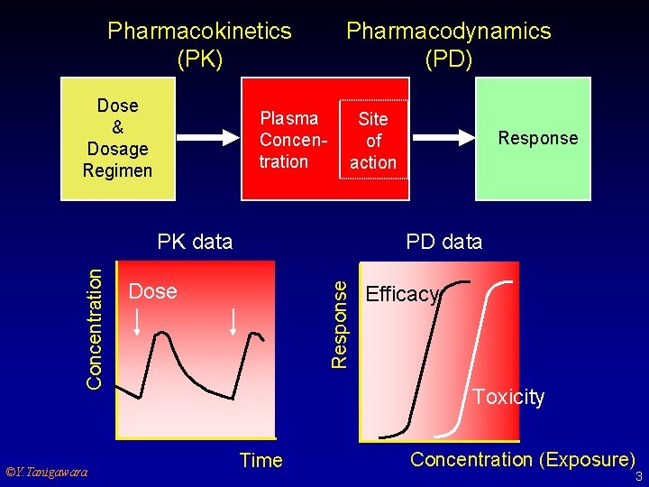 Pharmacokinetics (PK) Dose & Dosage Regimen Plasma Concentration Pharmacodynamics (PD) Site of action ©Y.