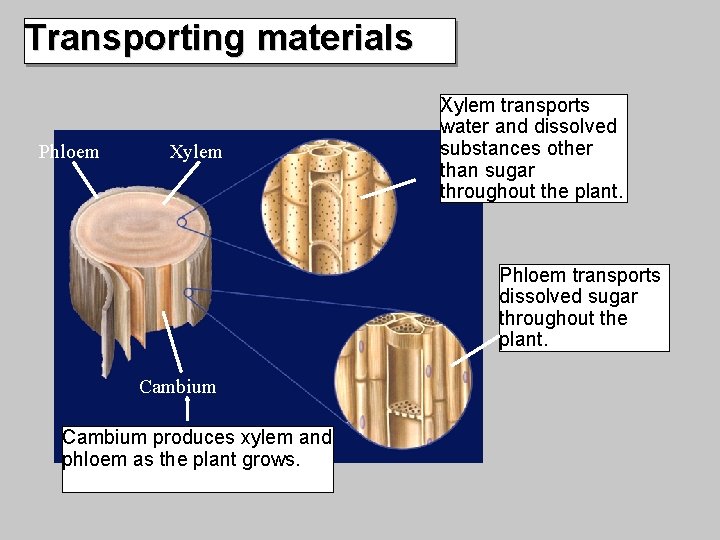 Transporting materials Phloem Xylem transports water and dissolved substances other than sugar throughout the