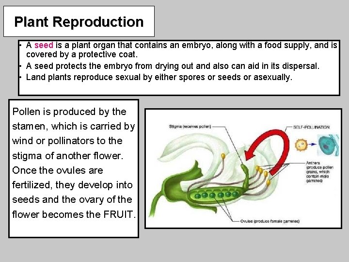 Plant Reproduction • A seed is a plant organ that contains an embryo, along