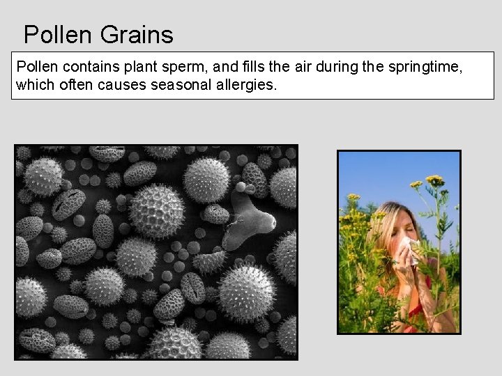 Pollen Grains Pollen contains plant sperm, and fills the air during the springtime, which