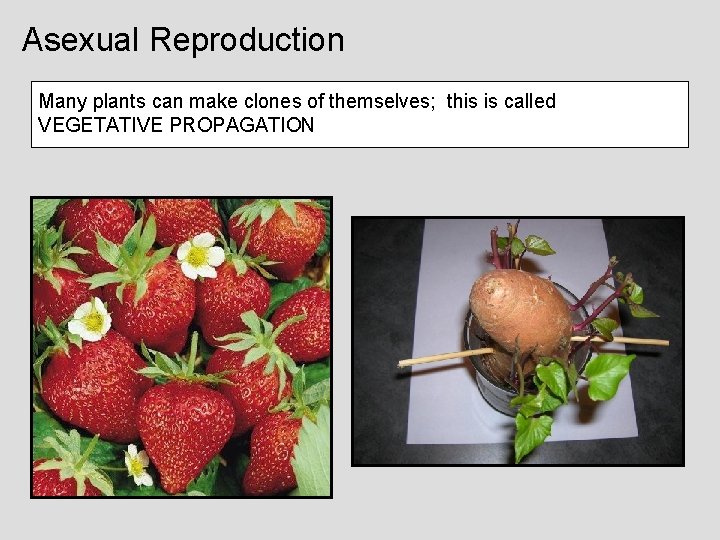 Asexual Reproduction Many plants can make clones of themselves; this is called VEGETATIVE PROPAGATION