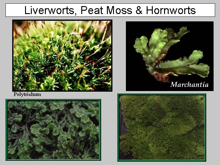 Liverworts, Peat Moss & Hornworts Polytrichum 