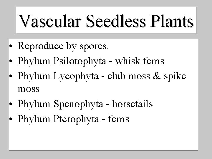 Vascular Seedless Plants • Reproduce by spores. • Phylum Psilotophyta - whisk ferns •