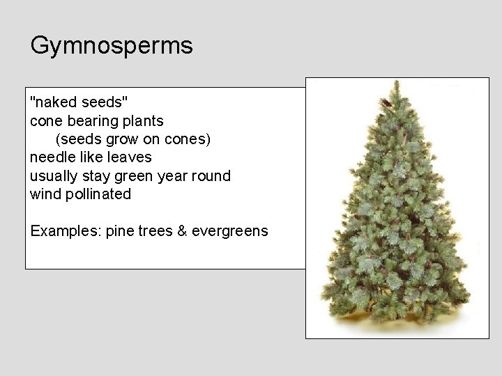 Gymnosperms "naked seeds" cone bearing plants (seeds grow on cones) needle like leaves usually