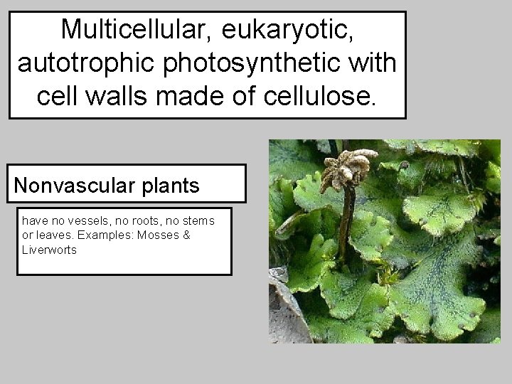 Multicellular, eukaryotic, autotrophic photosynthetic with cell walls made of cellulose. Nonvascular plants have no