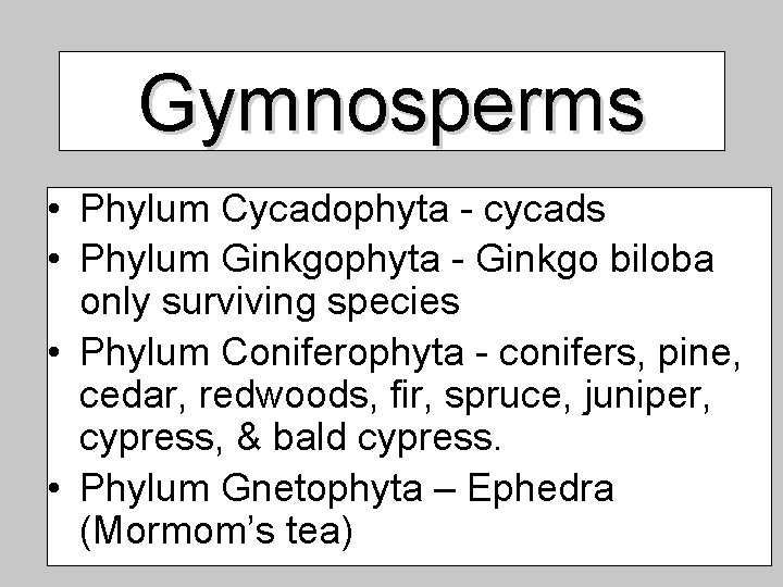 Gymnosperms • Phylum Cycadophyta - cycads • Phylum Ginkgophyta - Ginkgo biloba only surviving