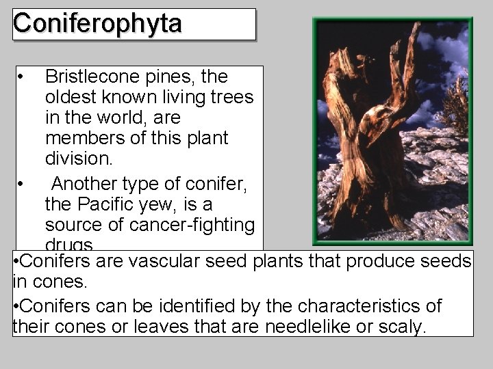 Coniferophyta • Bristlecone pines, the oldest known living trees in the world, are members