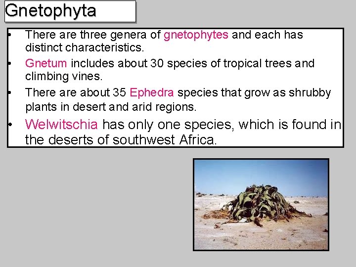 Gnetophyta • • • There are three genera of gnetophytes and each has distinct