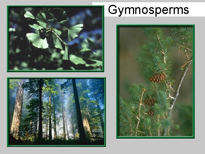 Gymnosperms 