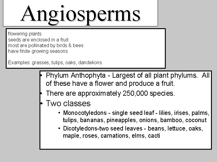 Angiosperms flowering plants seeds are enclosed in a fruit most are pollinated by birds