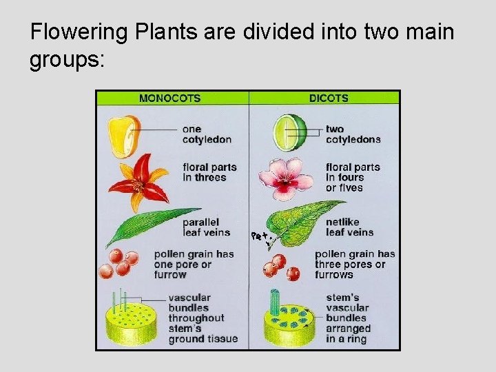 Flowering Plants are divided into two main groups: 