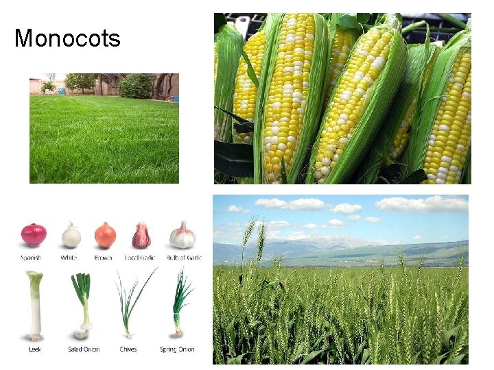 Monocots 