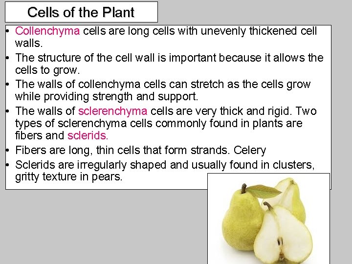 Cells of the Plant • Collenchyma cells are long cells with unevenly thickened cell