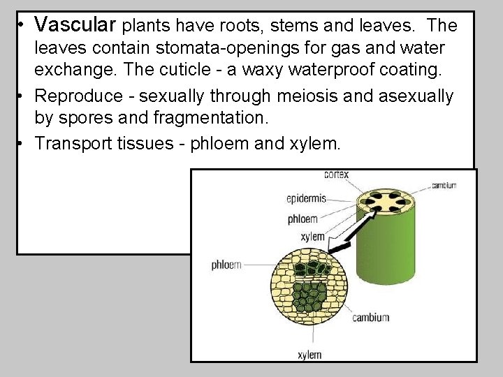  • Vascular plants have roots, stems and leaves. The leaves contain stomata-openings for